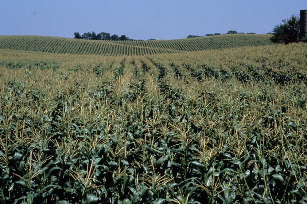 Photo of corn field.